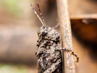 Ormandaki çekirgenin makro görüntüsü.