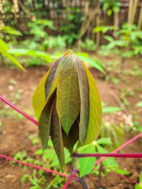 Bahçede taze yeşil yapraklar. doğa arkaplanı.