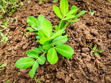 Toprakta büyüyen küçük bitkileri olan yeşil bitki.