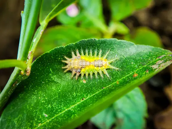 Yaprağın üzerinde yeşil bir tırtıl görünüyor.