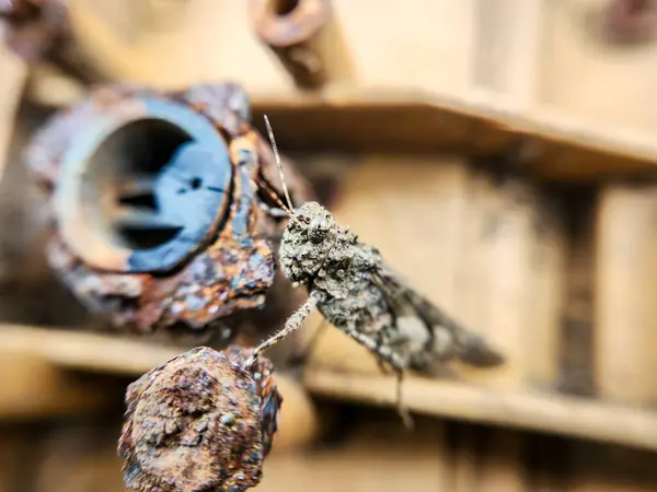 Mavi saplı, eski, paslı bir fıçının yakın çekimi.