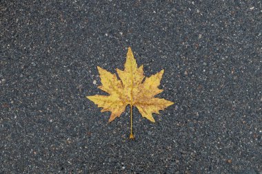 Asfaltta dinlenen sarı bir akçaağaç yaprağı, İsviçre 'nin Lugano kentine sonbaharın gelişini simgeliyor.