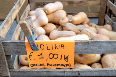 İtalya 'da Piove di Sacco, Veneto' da bir sokak pazarı olan Festa della Zucca 'da satılık Butternut squash Violina.