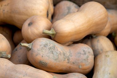 Festa della Zucca sırasında İtalya, Veneto, Piove di Sacco 'da yerel bir markette taze tereyağı ezmesi.