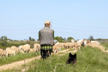Padua, İtalya - 27 Nisan 2025: Bir çoban ve köpeği Veneto kırsalındaki kırsal bir yolda koyun sürüsünü gözlemlediler