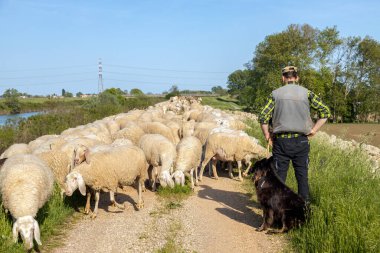 Codevgo, Padua, İtalya - 27 Nisan 2025: Bir çoban ve köpeği Kuzey İtalya 'daki Brenta Nehri' nin kırsal yolu boyunca bir koyun sürüsüne rehberlik ediyor