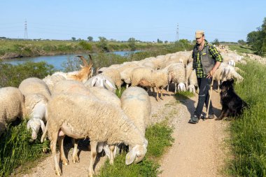 Padua, İtalya - 27 Nisan 2025: Bir çoban ve köpeği Kuzey İtalya 'daki Brenta Nehri' nin kırsal yolu boyunca bir koyun sürüsüne rehberlik ediyor