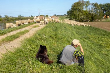 Padua, İtalya - 27 Nisan 2025 Veneto kırsalında büyük bir koyun sürüsünü izlerken bir çoban ve köpeği dinleniyor.