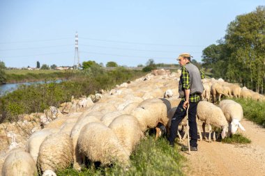 Padua, İtalya - 27 Nisan 2025: Bir çoban, Veneto bölgesinde kırsal bir yol boyunca büyük bir koyun sürüsüne rehberlik eder