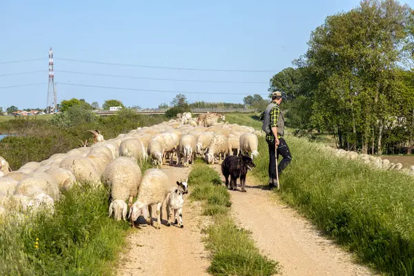 Codevgo, Padua, İtalya - 27 Nisan 2025: Bir çoban ve köpeği, Venedik bölgesinde kırsal bir yol boyunca büyük bir koyun sürüsüne rehberlik ediyor