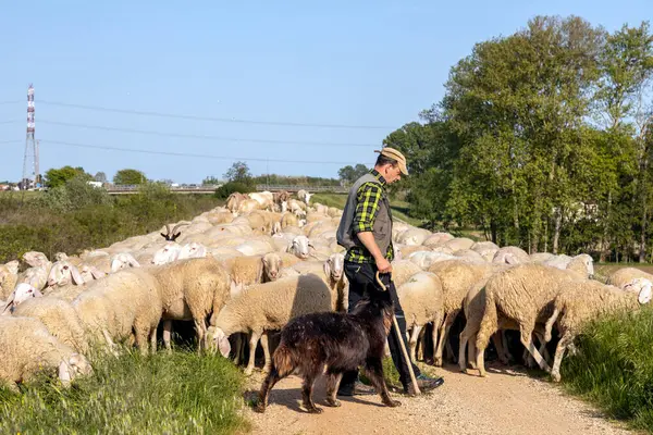 Padua, İtalya - 27 Nisan 2025: Bir çoban ve köpeği, Veneto bölgesinde kırsal bir yol boyunca büyük bir koyun sürüsüne rehberlik ediyor