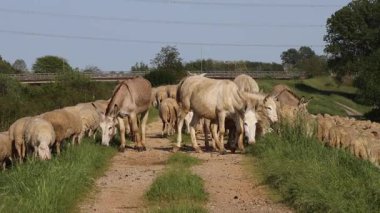 Eşekler ve koyunlar toprak bir yolda otluyor. Codevgo, Padua, Veneto, İtalya 'da geleneksel karışık çiftlik hayvanları yetiştiriliyor.