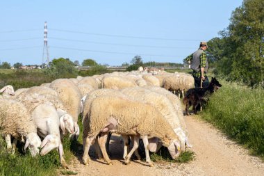Padua, İtalya - 27 Nisan 2025: Köpeğiyle birlikte bir çoban, Veneto bölgesindeki kırsal bir yolda büyük bir koyun sürüsüne rehberlik ediyor.