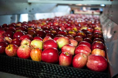 Brezilya 'nın Rio Grande do Sul kentindeki bir işleme ve dağıtım tesisinde yeni toplanmış elmalar.