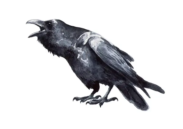 Siyah kuzgun beyaz arka planda izole edilmiş. Suluboya çizim. Corvus koraks