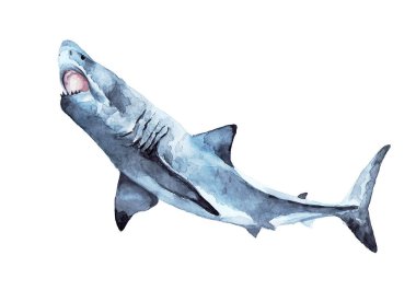 Deniz yırtıcısı, tehlikeli ve yırtıcı. Suluboya çizimi.