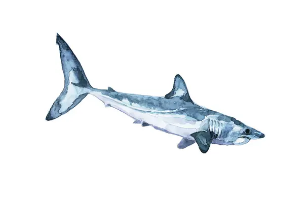 Mako köpekbalıkları, var olan en hızlı köpekbalıkları olarak kabul edilen açık okyanus pelajik bölgesinin tipik sakinleridir..