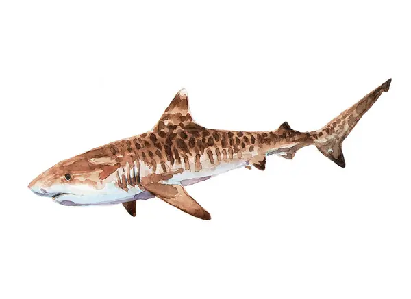 Kaplan köpekbalığı. Suluboya çizimi.