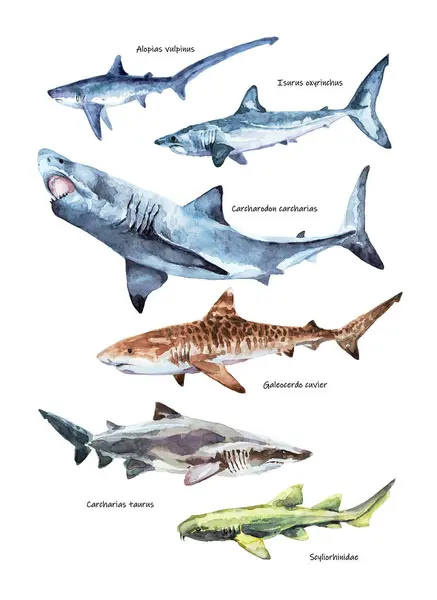 Bir dizi köpekbalığı resmi. Her köpekbalığının kendi adı vardır. Baskı, kitap ve çocuk edebiyatında kullanılmak üzere suluboya çizimler.