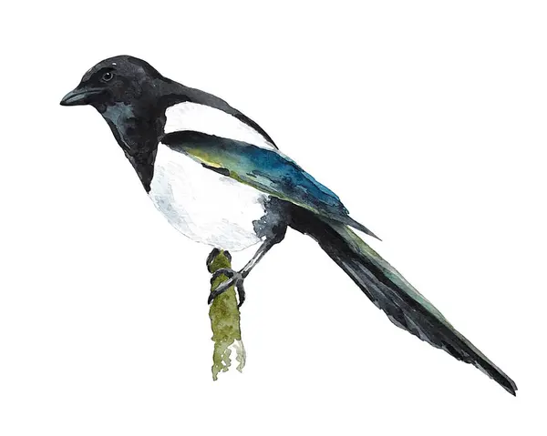 Güzel saksağan bir dala oturmuş, beyaz bir arkaplanda suluboya çiziyor..