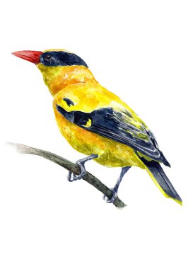 Beyaz arkaplanda izole bir daldaki sarı renkli kuş