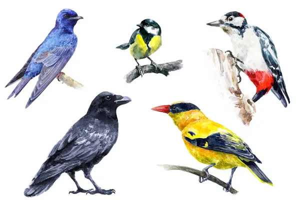 Bir grup parlak vahşi kuş. Çok renkli orman kuşları suluboya.