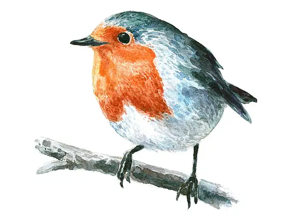 Suluboya turuncu küçük kuş