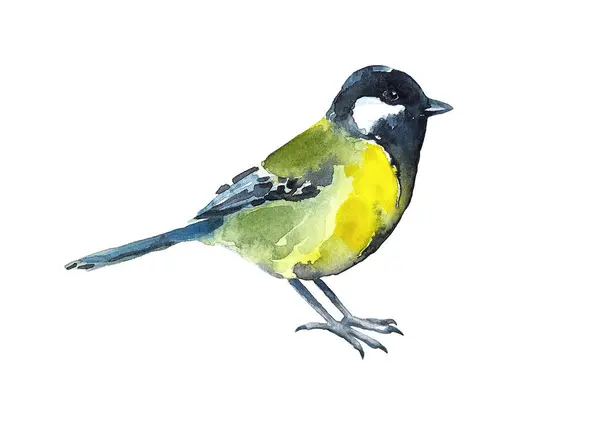 Great blue tit. A small colored bird. Watercolor.