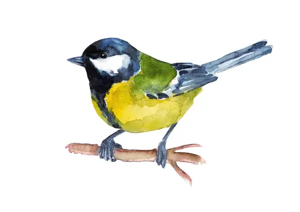 Great blue tit. A small colored bird. Watercolor.
