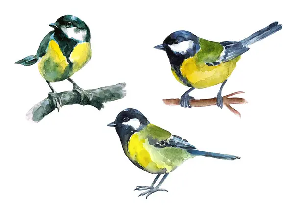 Set of big blue tits. Watercolor colored birds.