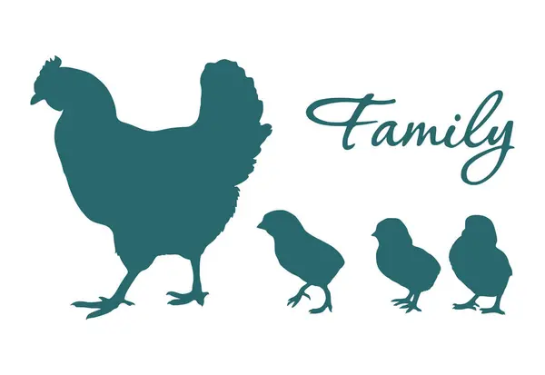 Tavuk ve civciv aile yürüyüşü. Vektör görüntüsü. Küçük olan büyük dünyaya ilk adımlarını atıyor..