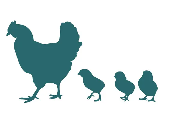 Tavuk ve civciv aile yürüyüşü. Vektör görüntüsü. Küçük olan büyük dünyaya ilk adımlarını atıyor..