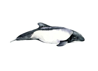 Yunus ticareti ya da karışık yunus. Siyah bir başları, beyaz boğazları ve vücutları ve sırt yüzgeçleri var. Onlar en küçük deniz memelilerinden biridir..