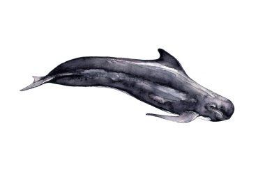 Suluboya yunuslar. Siyah beyaz illüstrasyon.