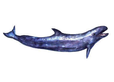 Deniz memelileri, küçük katil balina. Suluboya izi.