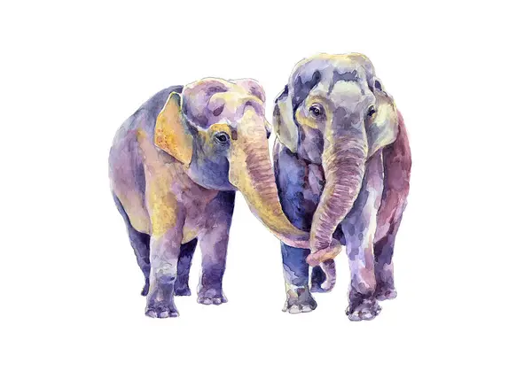 Bir çift Hint fili. Suluboya resmi.