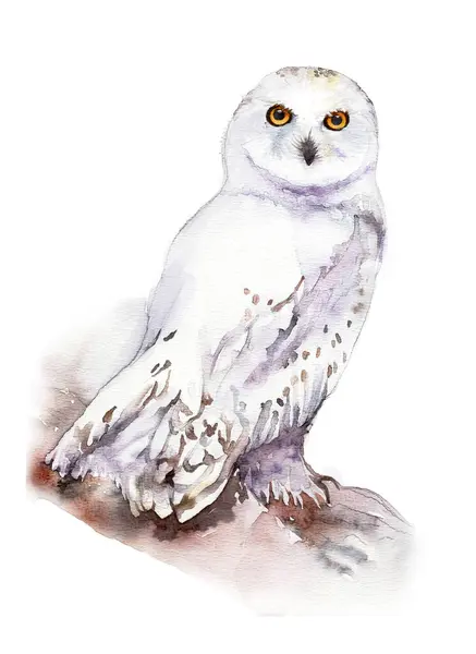 Beyaz, kutup baykuşu. Sanat ve çocuk yayınları için suluboya çizim.