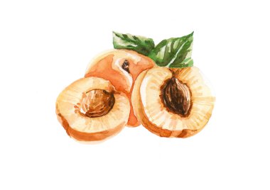 Kayısı suluboya çizimi