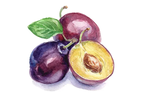 Mor eriklerin suluboya çizimi