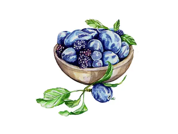 Erik ve böğürtlenli kompozisyon. Suluboya çizimi.