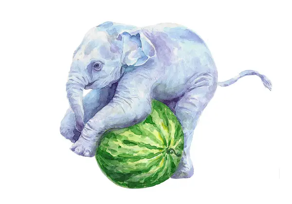 Yavru fil yeşil bir karpuz üzerinde.