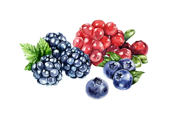 Böğürtlen seti. Suluboya çizimleri.