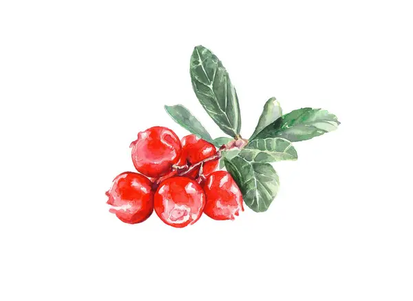 Bir demet yabanmersini. Kırmızı çilek. Suluboya çizimi.