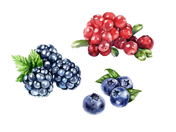 Böğürtlen seti. Suluboya çizimleri.