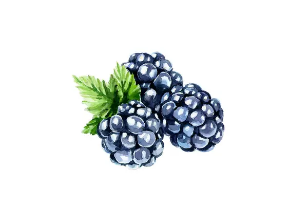 Bir sürü dut. Blackberie 'ler. Suluboya