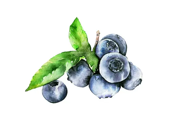 Böğürtlen ve yabanmersini. Suluboya