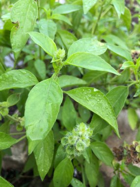 bitkinin yeşil yaprakları