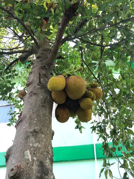 Bahçedeki yeşil elmalar