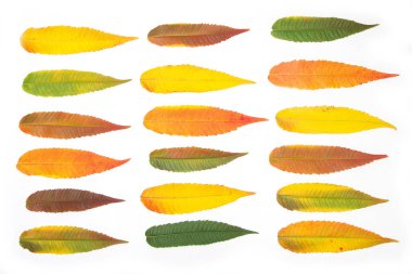 Renkleri sonbaharda yaprakların kuruması nedeniyle farklı bir stadyumdaki renkli yapraklar sınıflandırıldı..