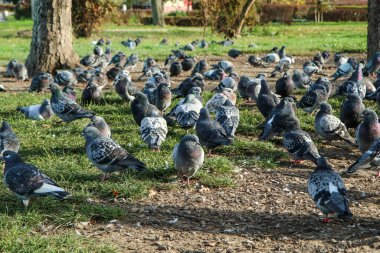 Şehir merkezindeki ağaçların altında yuva yapan büyük bir güvercin grubu..